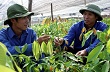 Tổng Giám đốc Trần Ngọc Thuận làm việc với Công ty CP cao su Hà Giang